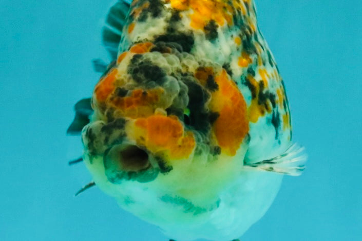 AAA Grade Special Tricolor Tiger Ranchu Male 4.5-5 inches #062626RC_08