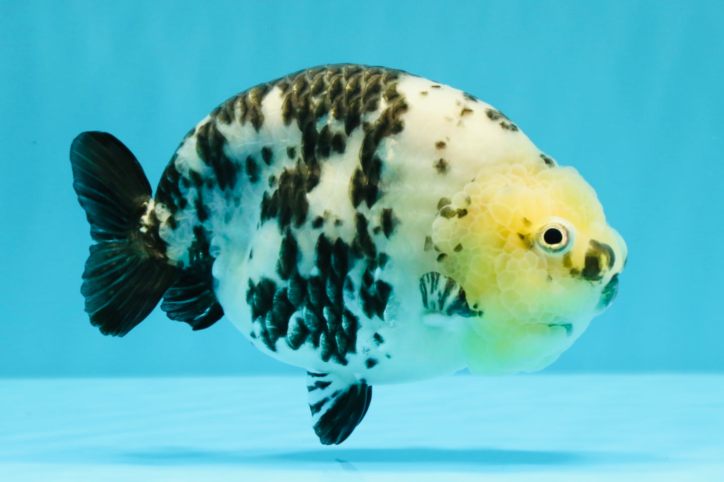 A Grade Cow Chinese Ranchu Female 5-5.5 inches #022726RC_20