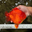 TOMATO A Grade Solid Red Yuanbao Male 5.5-6 inches #100226YB_10