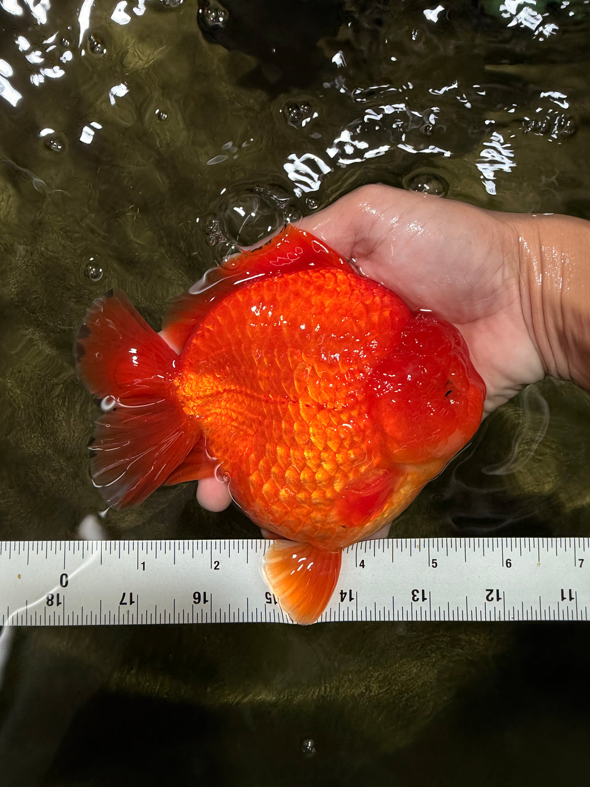 TOMATO A Grade Solid Red Yuanbao Male 5.5-6 inches #100226YB_10