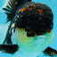 AAA Grade TOP Tricolor Oranda Female 6 inches #051625OR_31