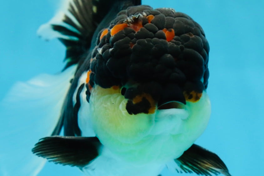 AAA Grade TOP Tricolor Oranda Female 6 inches #051625OR_31