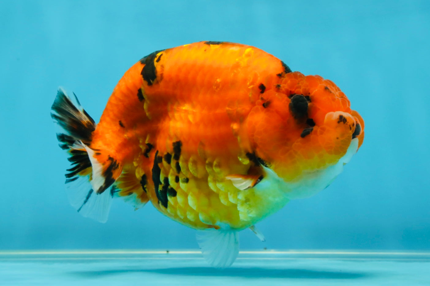 AAA Grade Cow Tiger LionKing 5 inches #050925LC_01