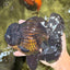 GODZILLA AAA Grade Black Oranda Male 6.5-7 inches #101626OR_18