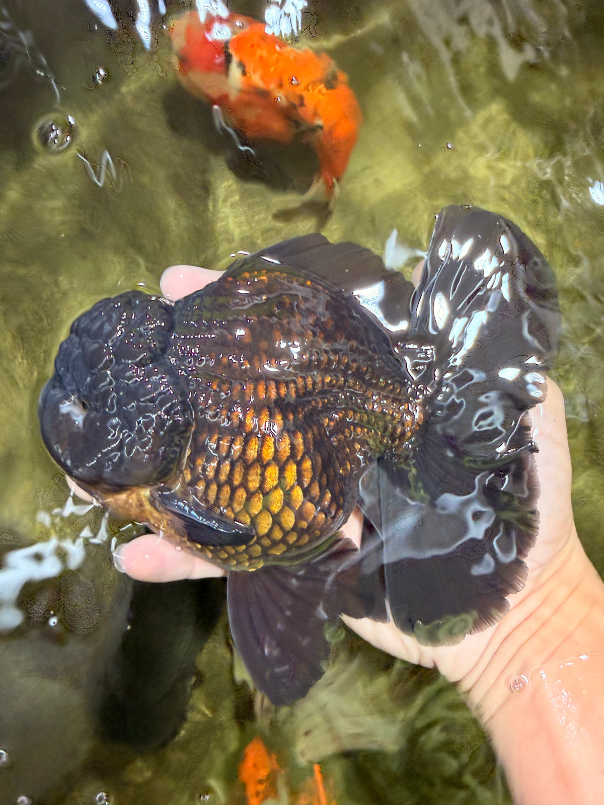 GODZILLA AAA Grade Black Oranda Male 6.5-7 inches #101626OR_18