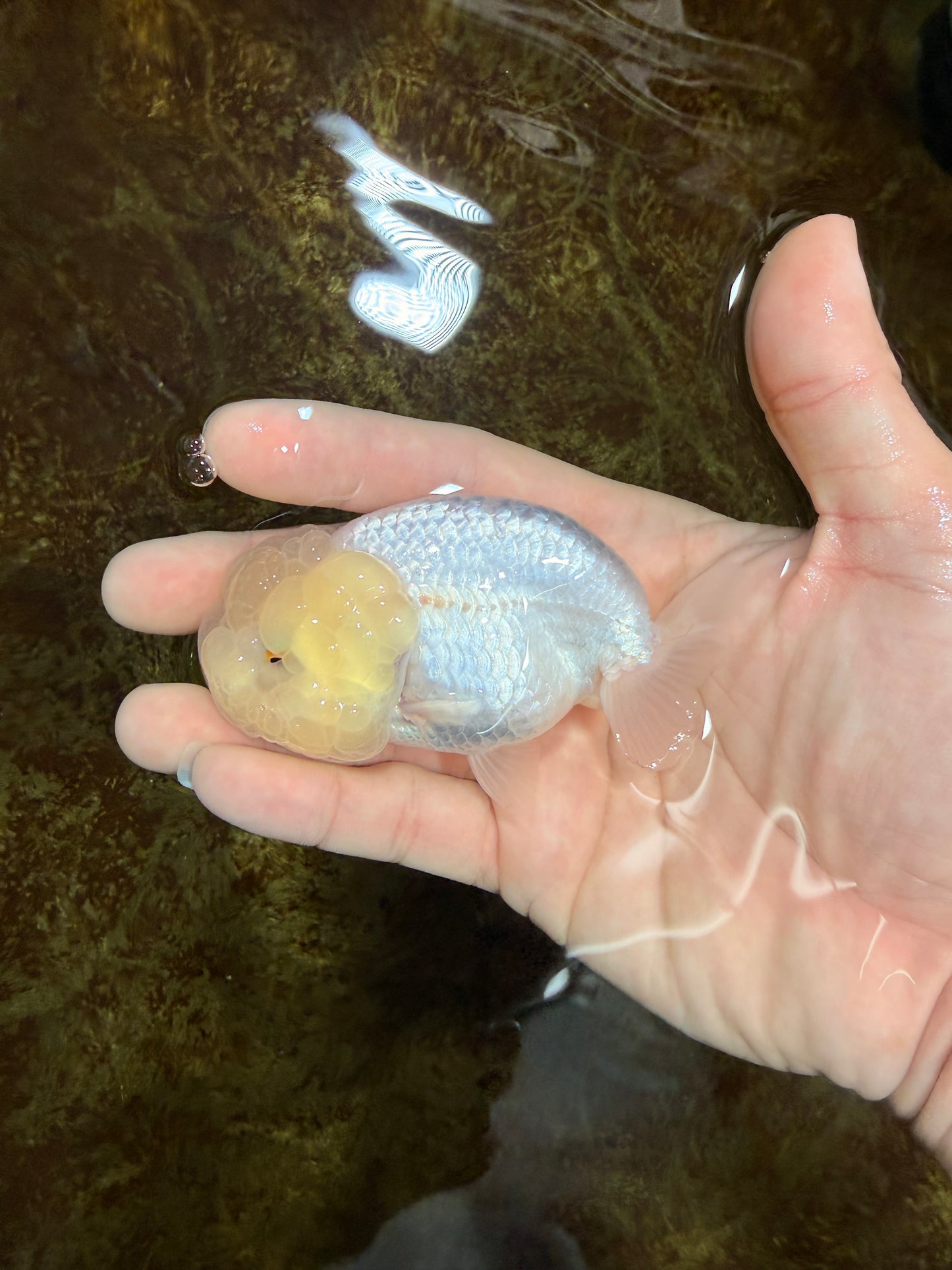 FLUFFY SNOW White LionChu Female 3.5 inches #120525LC_17