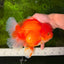 JUMBO A Grade Red White Oranda Male 7 inches #041026OR_03