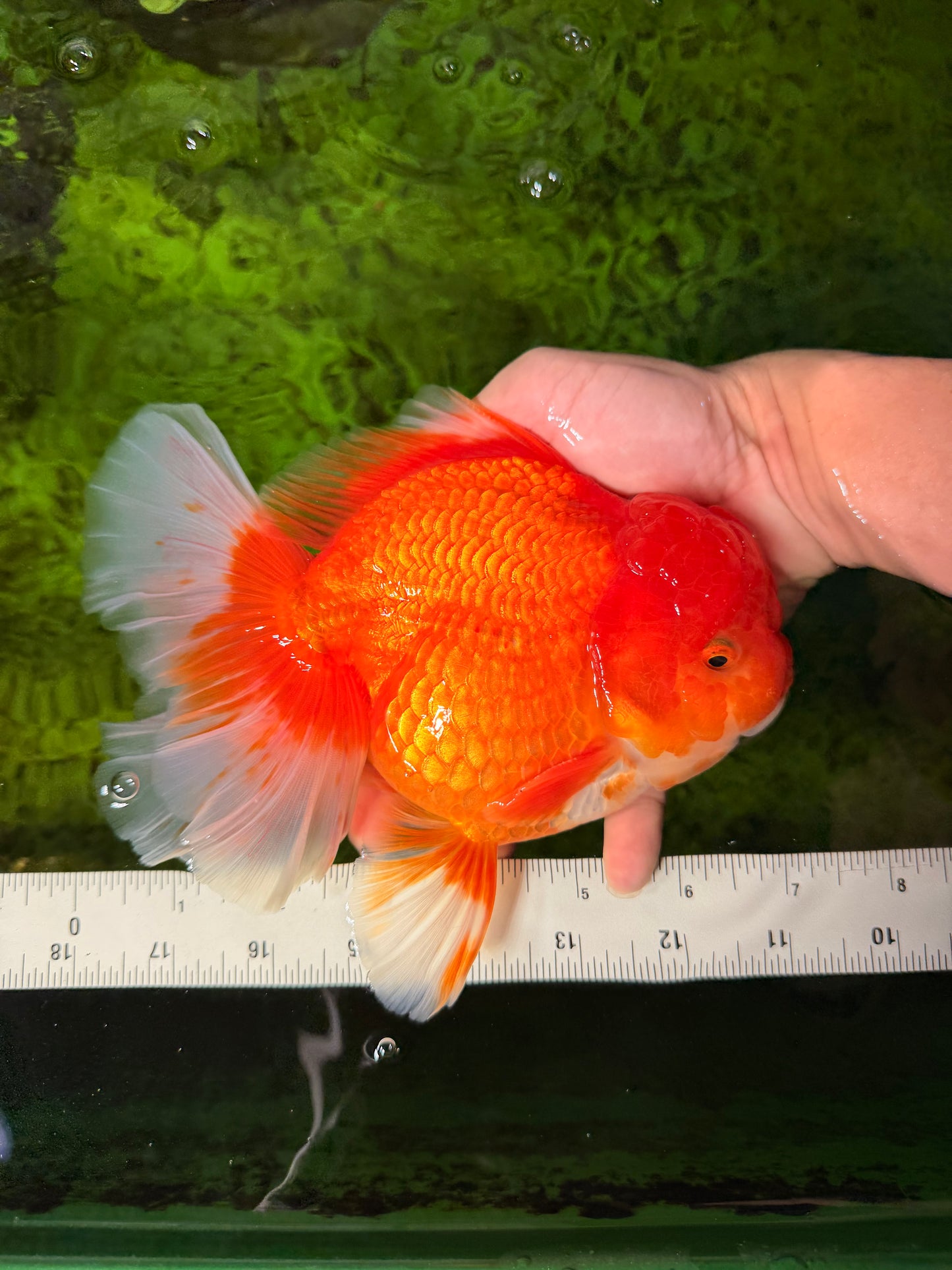 JUMBO A Grade Red White Oranda Male 7 inches #041026OR_03