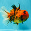 AAA Grade Jumbo Tiger Oranda Male 7.5 inches #031326OR_01