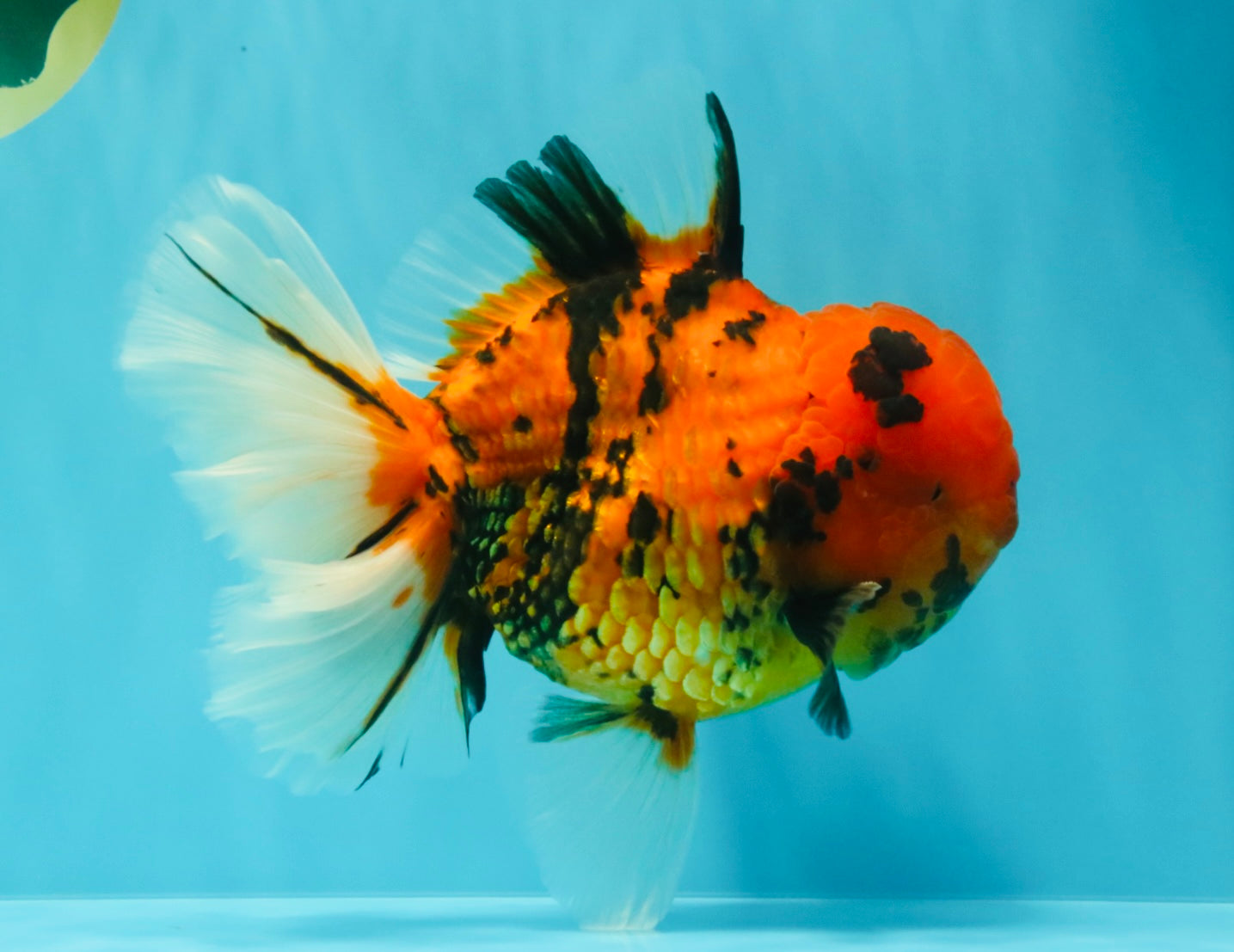 AAA Grade Jumbo Tiger Oranda Male 7.5 inches #031326OR_01