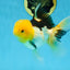 A Grade Panda Oranda Female 5.5-6 inches #082925OR_09