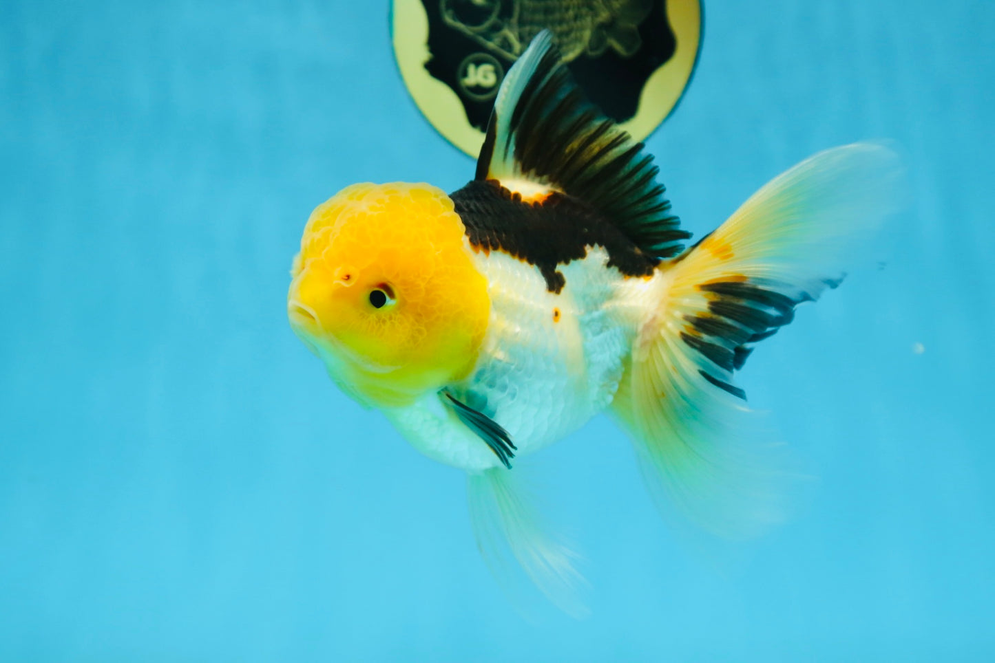 A Grade Panda Oranda Female 5.5-6 inches #082925OR_09