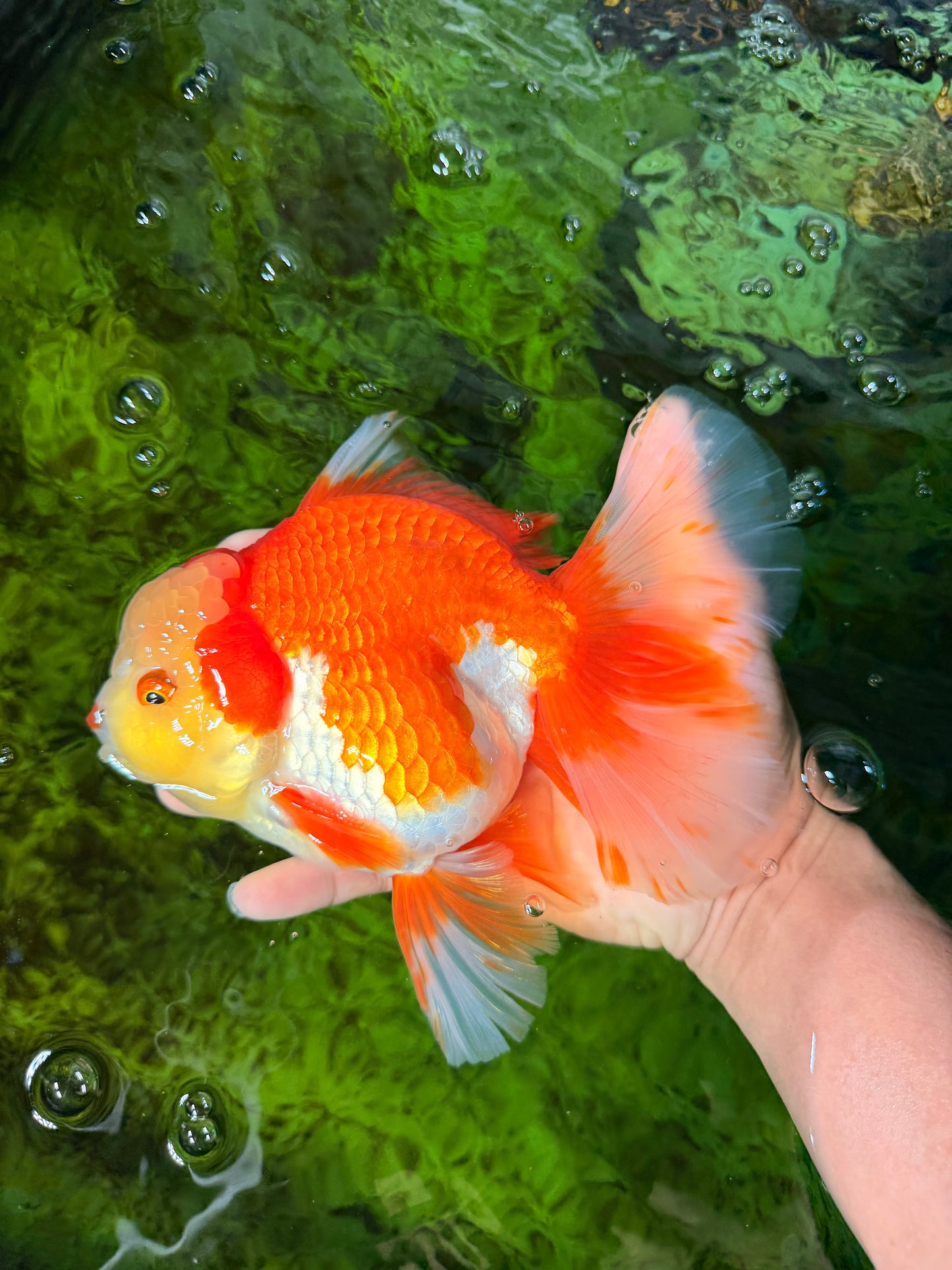 GIANT AAA Grade Red White Oranda Male 7 inches #041026OR_01
