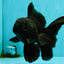 TOOTHLESS A Grade Black Oranda Female 5.5-6 inches #101626OR_15