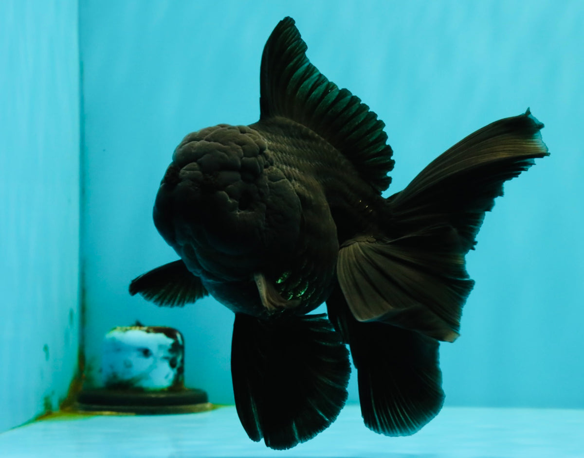 TOOTHLESS A Grade Black Oranda Female 5.5-6 inches #101626OR_15