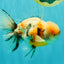 AAA Grade Calico Oranda Male 6-6.5 inches #070626OR_18