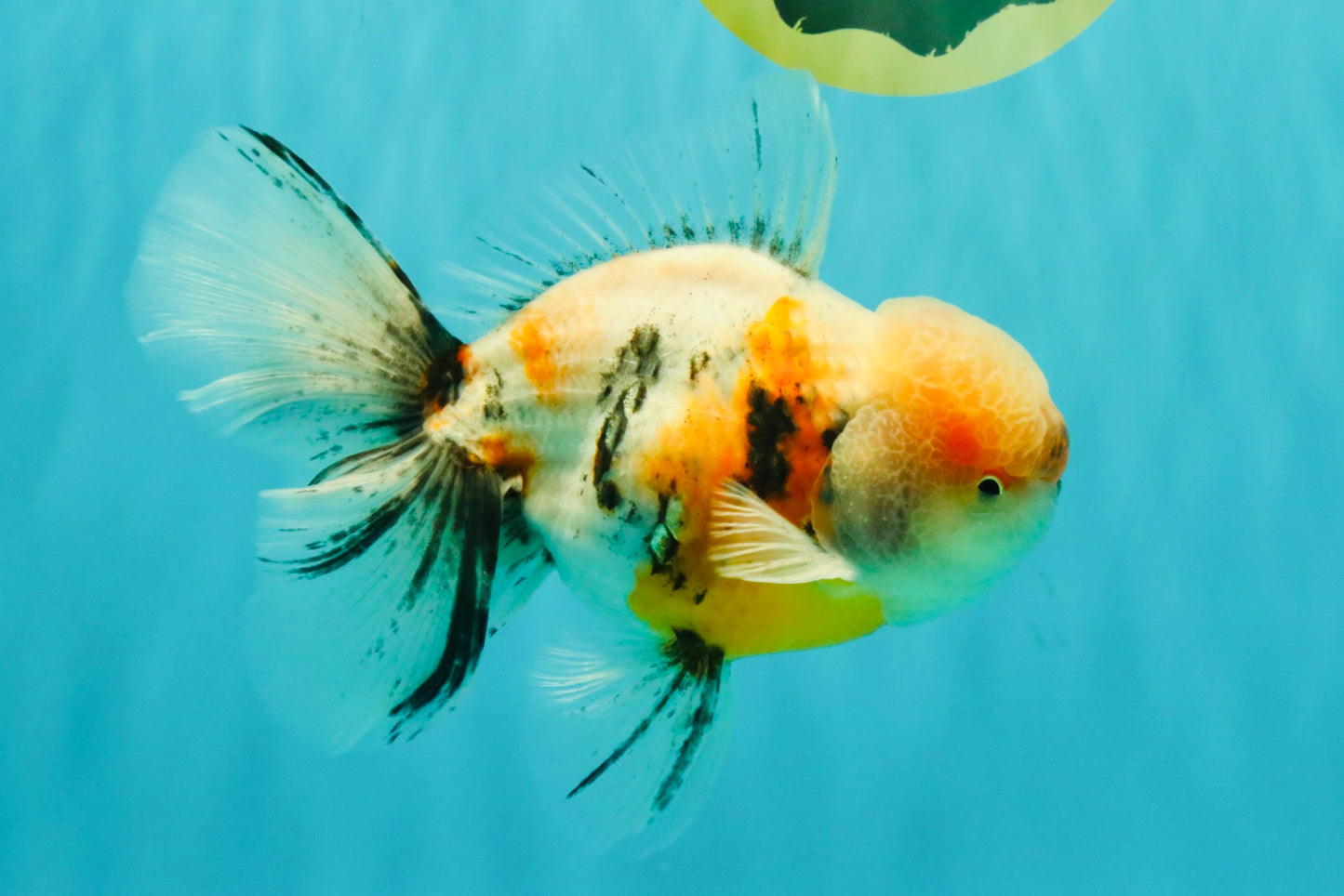 AAA Grade Calico Oranda Male 6-6.5 inches #070626OR_18
