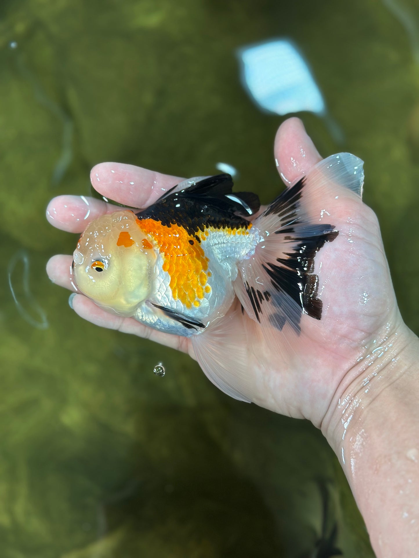 A Grade Button Nose Tricolor Oranda Female 5 inches #020725OR_19