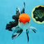 AAA Grade Tricolor Oranda Male 6 inches #052325_12