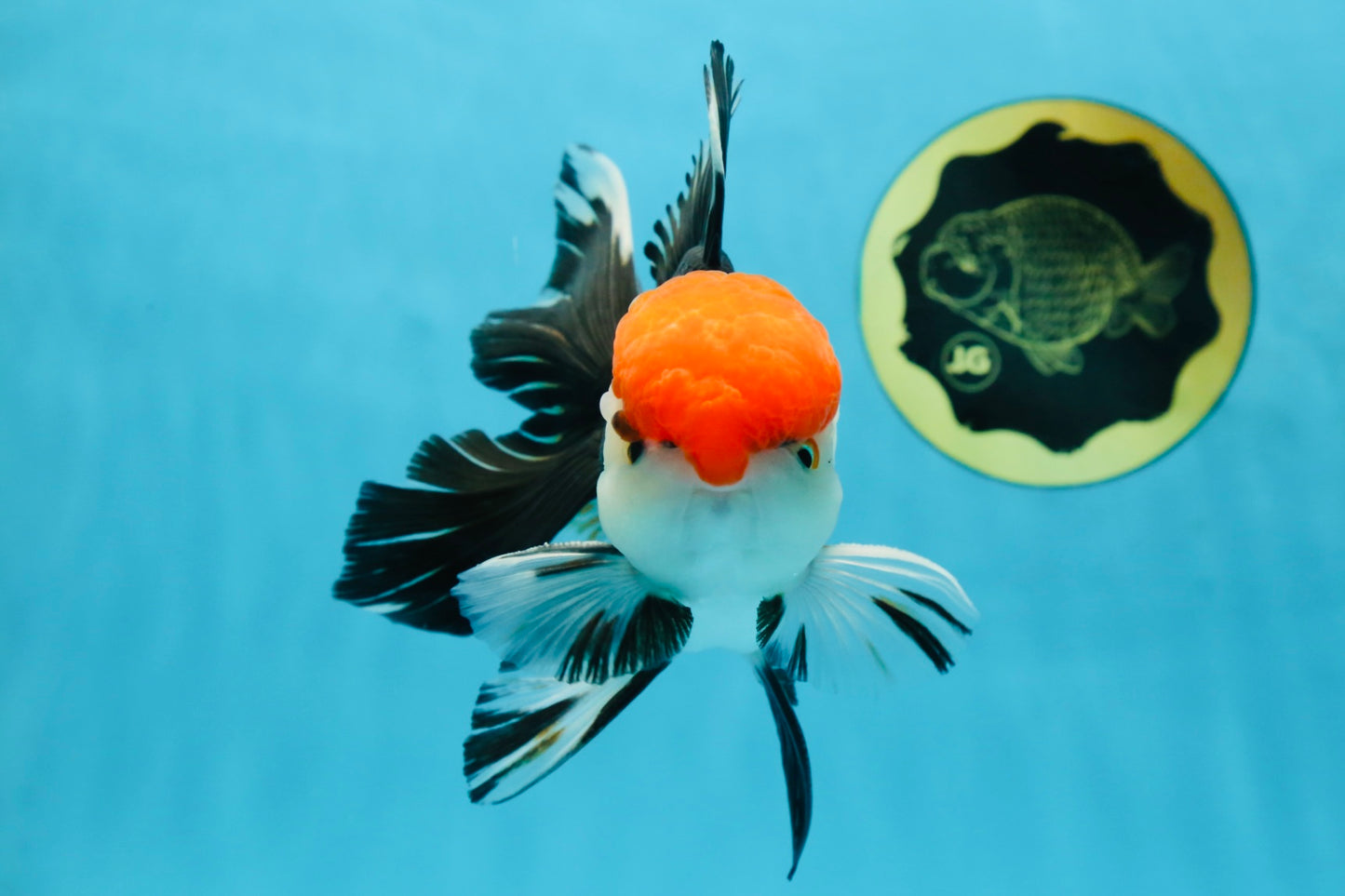 AAA Grade Tricolor Oranda Male 6 inches #052325_12