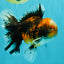 CHUBBY AAA Grade Tiger Oranda Male 5.5 inches #050126OR_08