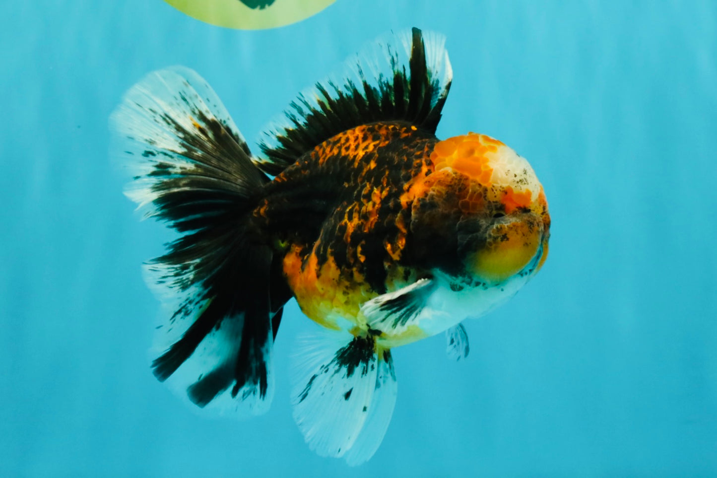 CHUBBY AAA Grade Tiger Oranda Male 5.5 inches #050126OR_08