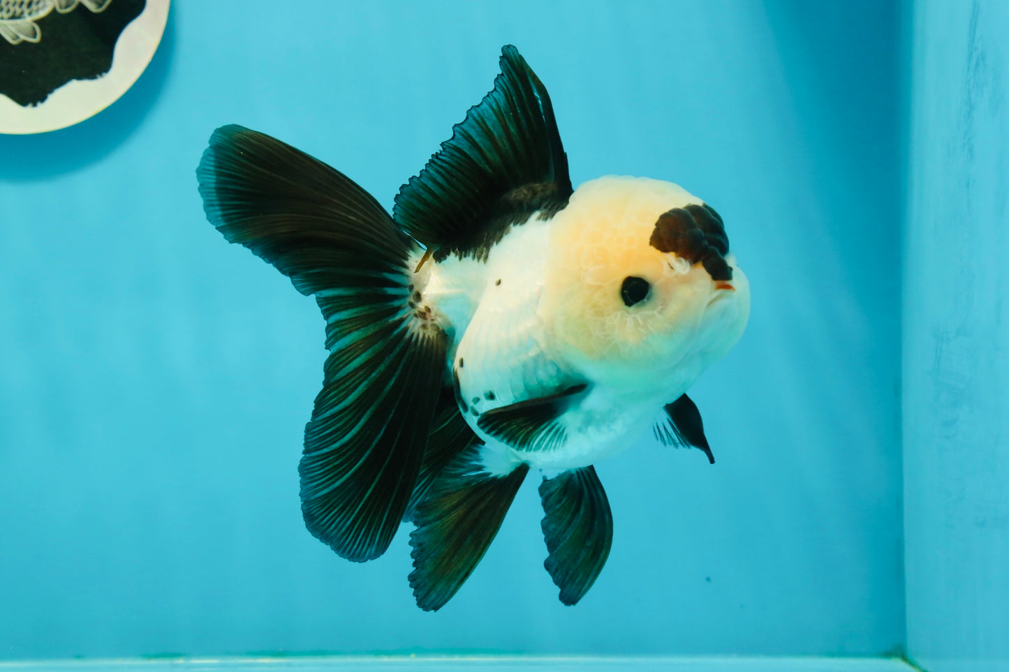 AAA Grade Panda Button Eyes Oranda Female 5.5 inches #1011OR_06