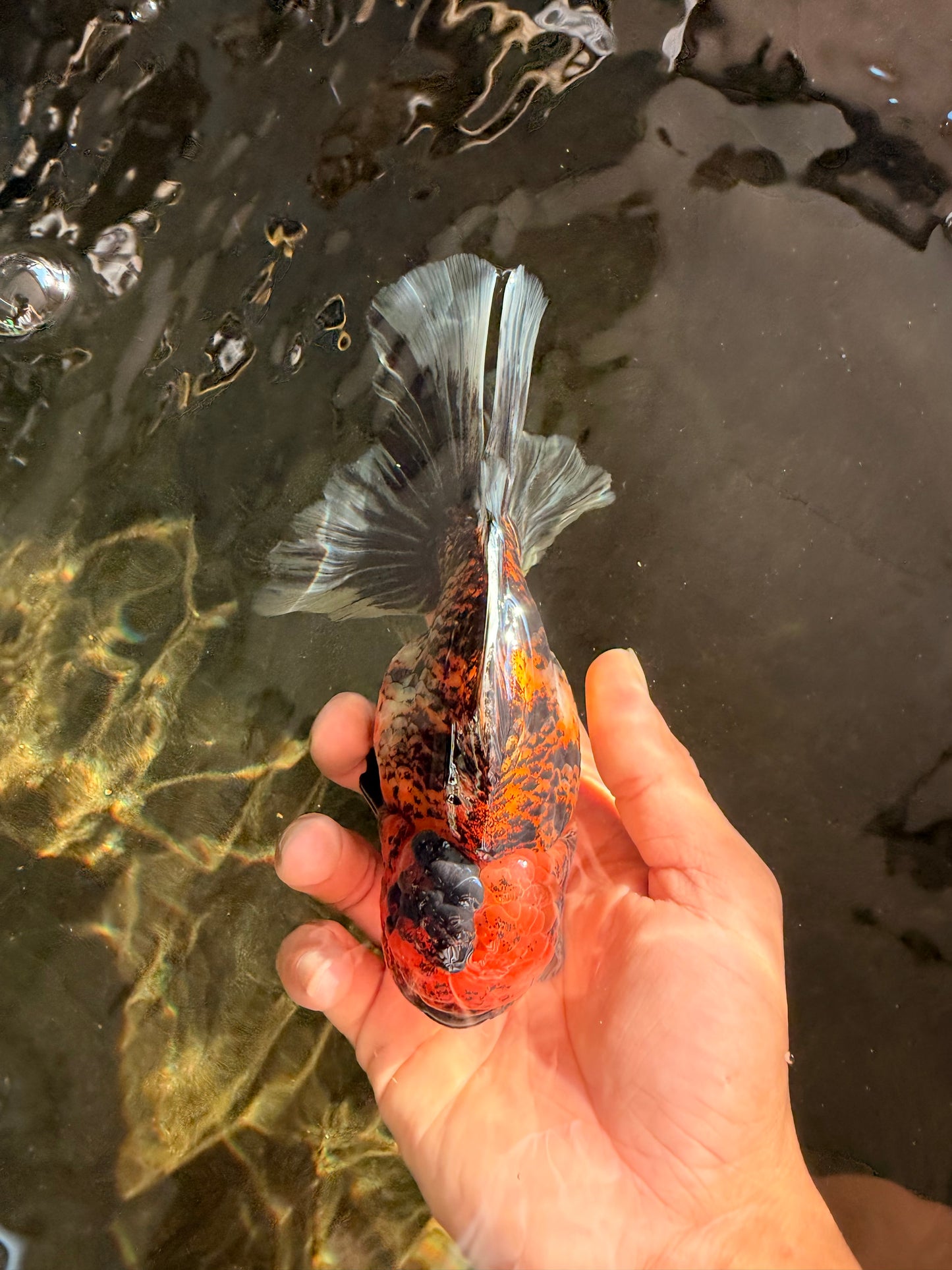AAA Grade Tiger Oranda Male 6-6.5  inches #071026OR_36