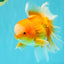 Red White Oranda Male 6 inches #090426OR_11