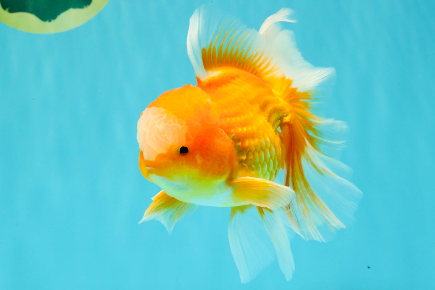 Red White Oranda Male 6 inches #090426OR_11