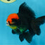 A Grade UNIQUE Red Head Oranda Male 5 inches #080125OR_29