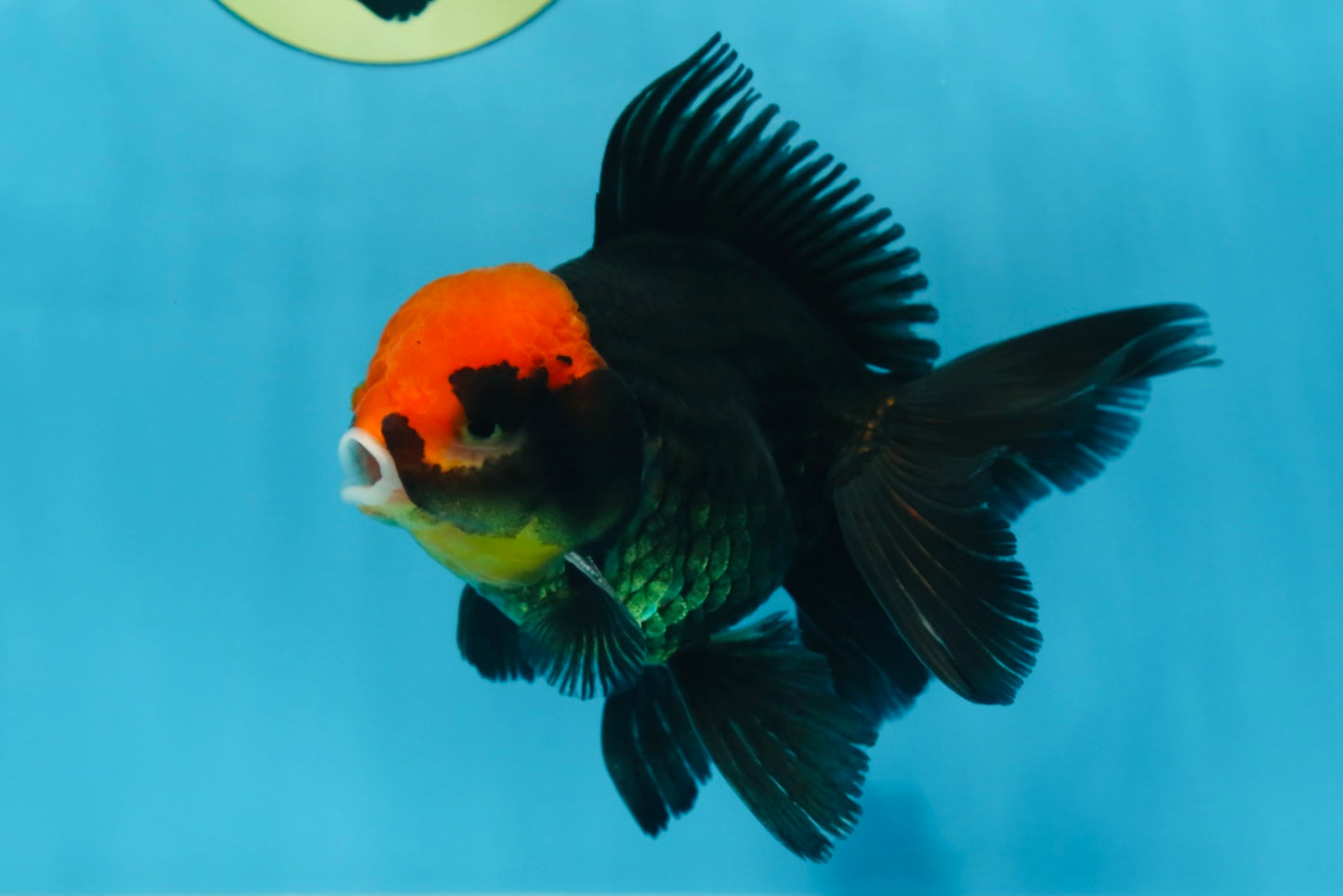 A Grade UNIQUE Red Head Oranda Male 5 inches #080125OR_29