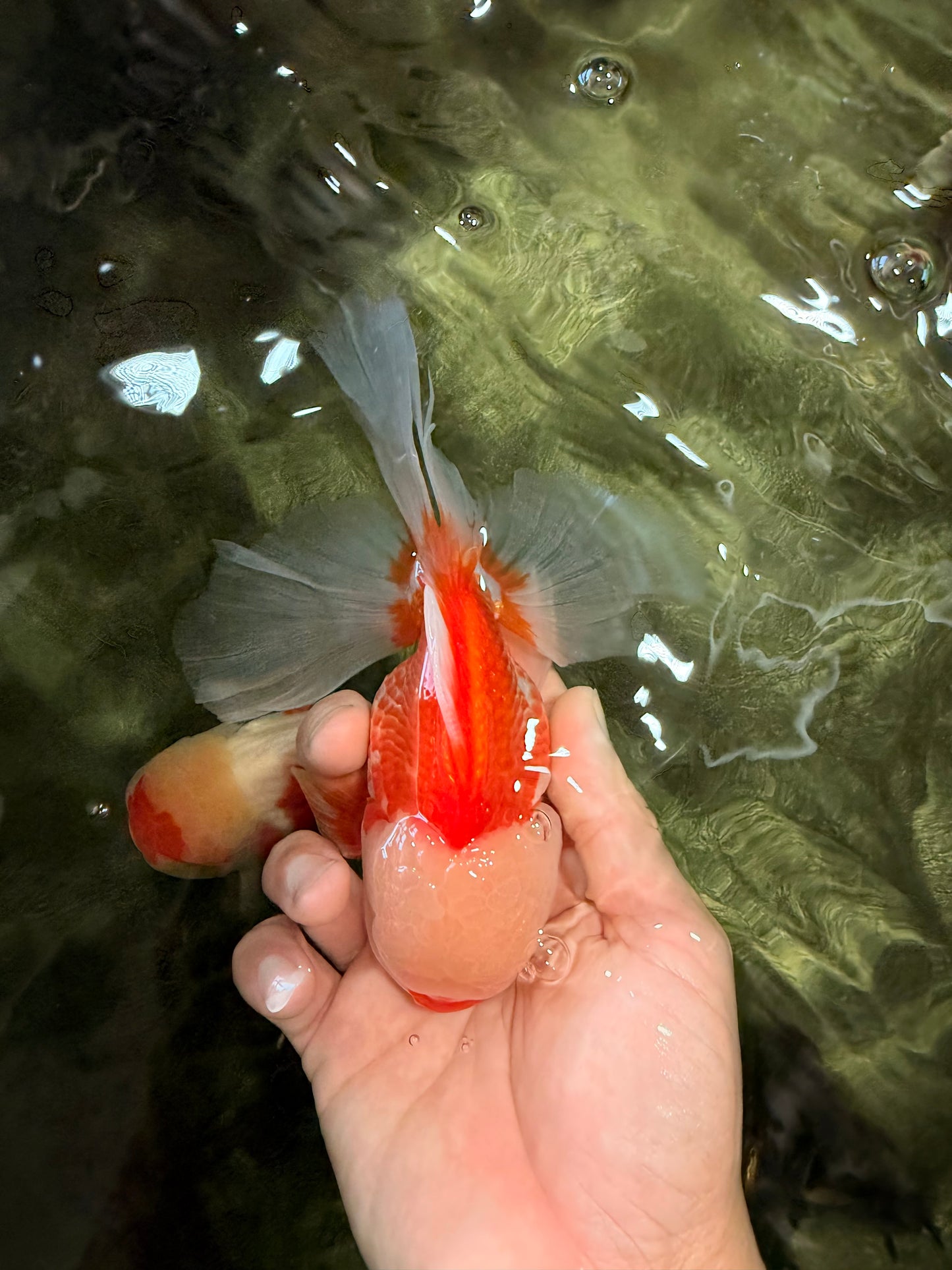 FLUFFY TAIL A Grade Jade Head Red White Oranda Male 5.5-6 inches #090426OR_13