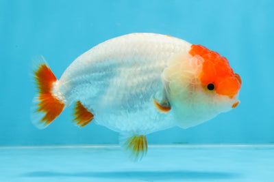 FLUFFY AAA Grade Red Head LionQueen 4-4.5 inches #102425LC_10