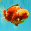 SUPER CUTE AAA Grade Strong Body Structure Kohaku Red White Yuanbao Male 6 inches #092526YB_12