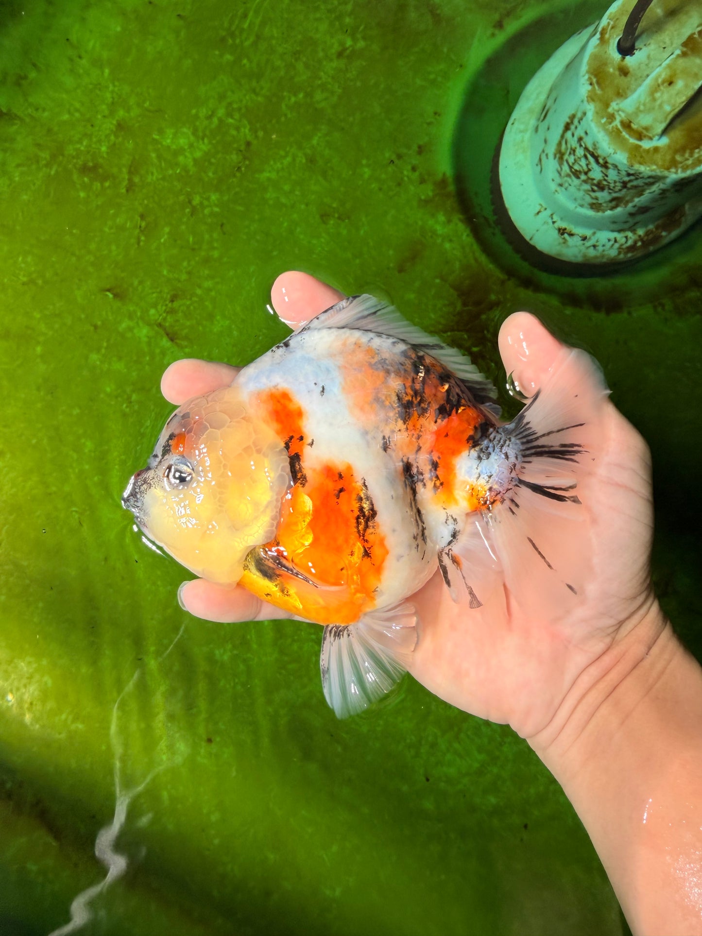 SPECIAL AAA Grade Marble Yuanbao Male 5.5 inches #041026YB_28