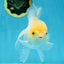 A Grade White Oranda Female 5.5 inches #062725OR_22