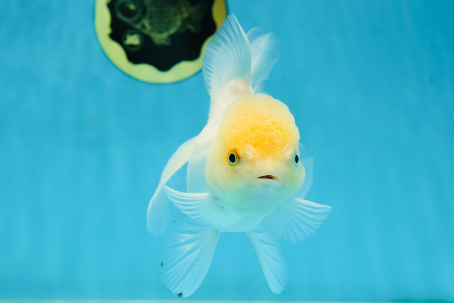 A Grade White Oranda Female 5.5 inches #062725OR_22