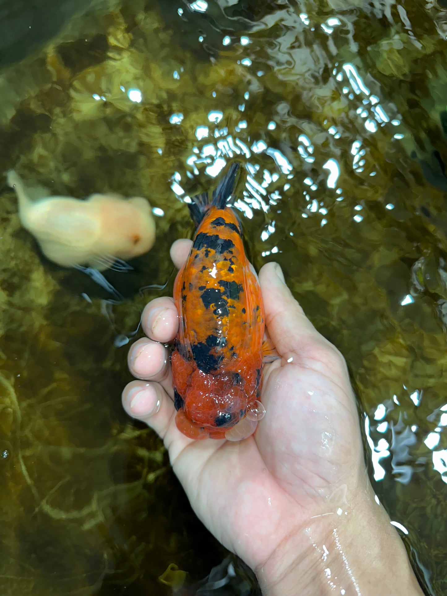 AAA Grade ADORABLE Tiger LionQueen 5 inches #082925LC_01