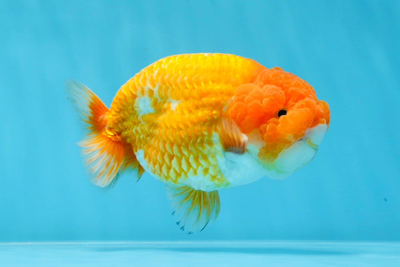 A Grade Mac N' Cheese Red White LionKing 4.5 inches #020725LC_14