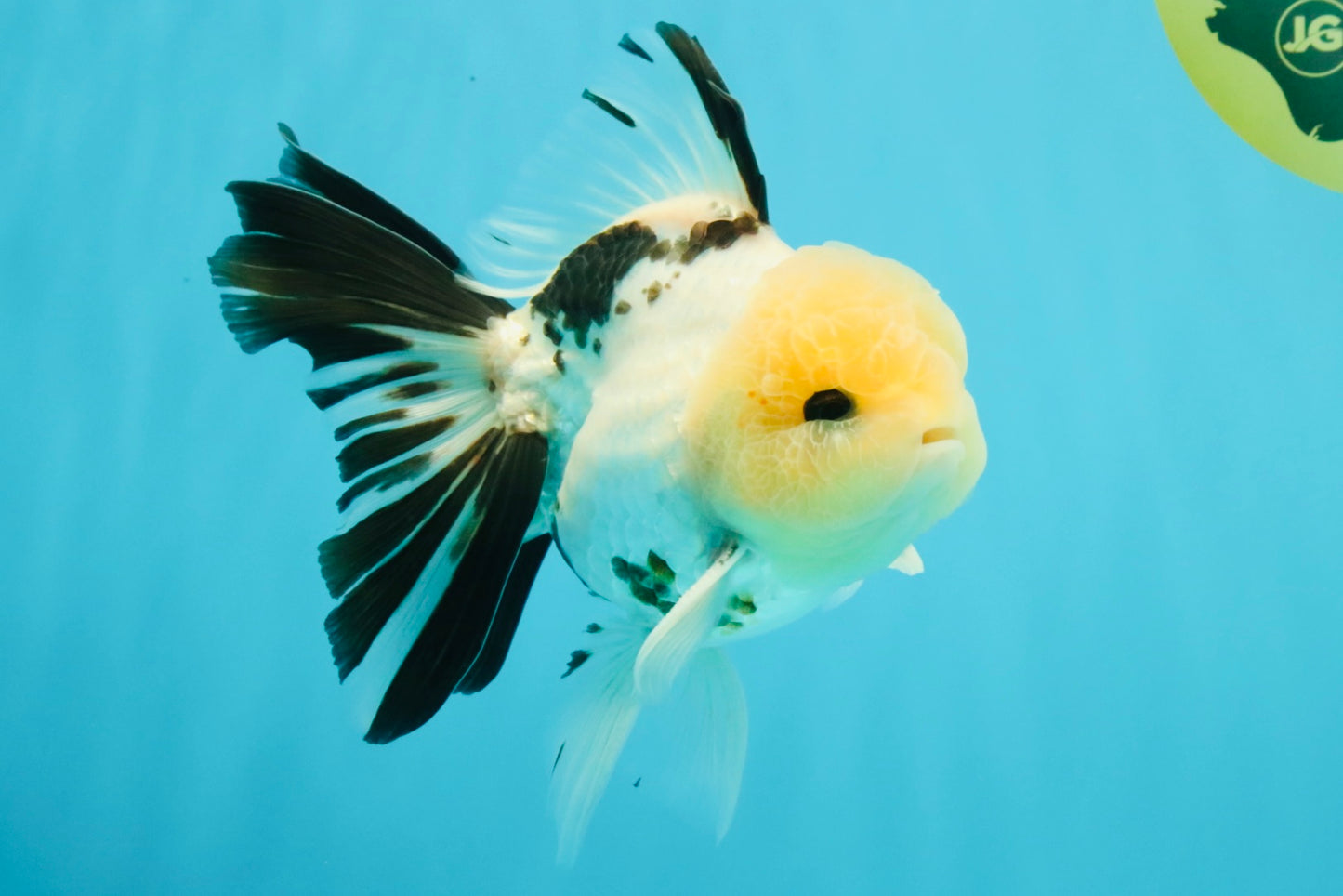 A Grade Panda Oranda Male 5.5 inches #030626OR_23