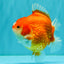 CHONKY AAA Grade Red White Yuanbao Female 5-5.5 inches #080726YB_23