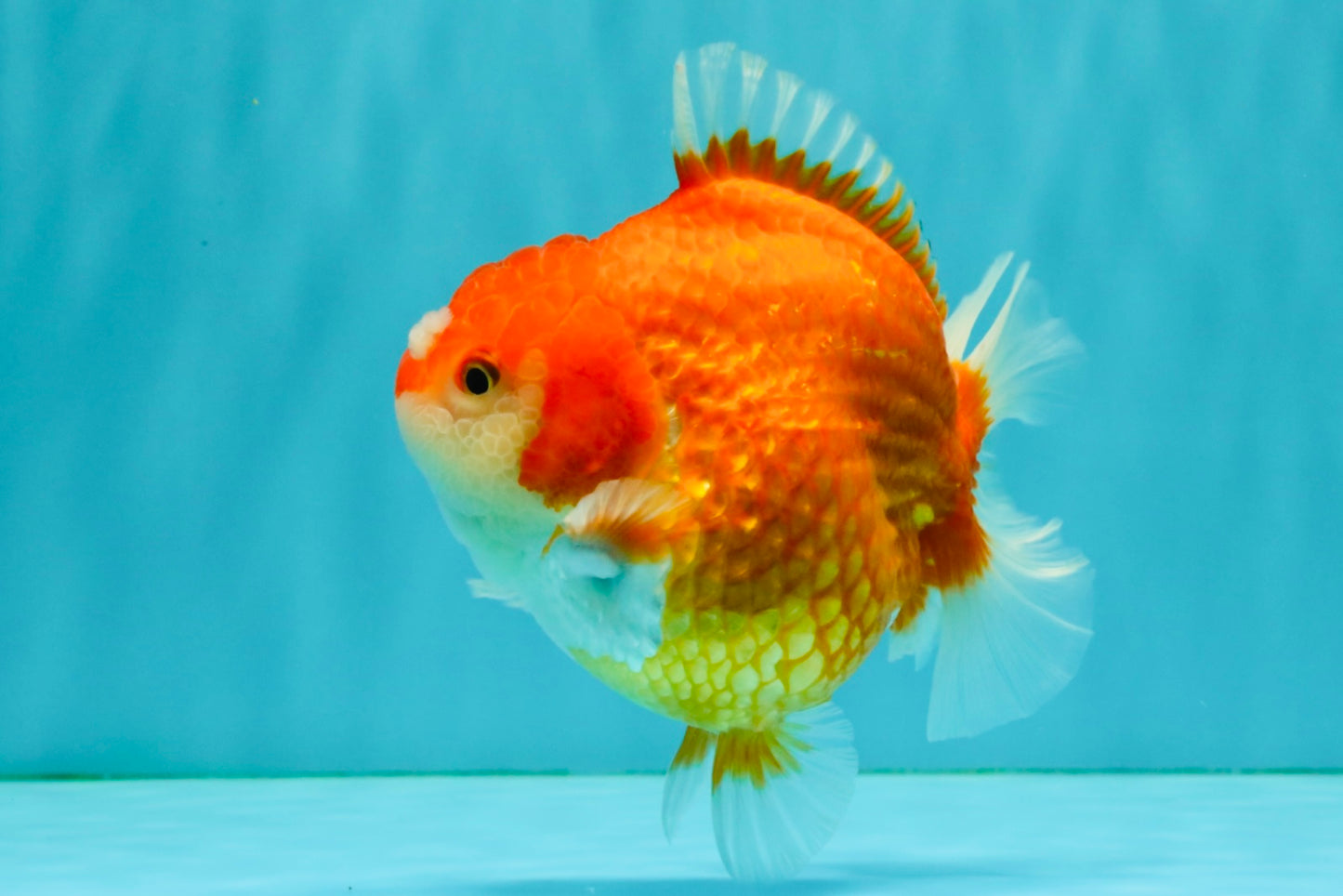 CHONKY AAA Grade Red White Yuanbao Female 5-5.5 inches #080726YB_23