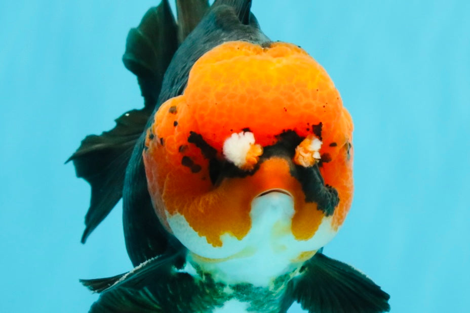 SUPER CUTE A Grade Pompom Red Head Tricolor Yuanbao Male 4.5-5 inches #031326YB_17