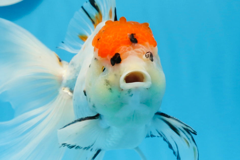 A Grade Tricolor Unique Color Mark Oranda Male 7 inches #0706OR_06