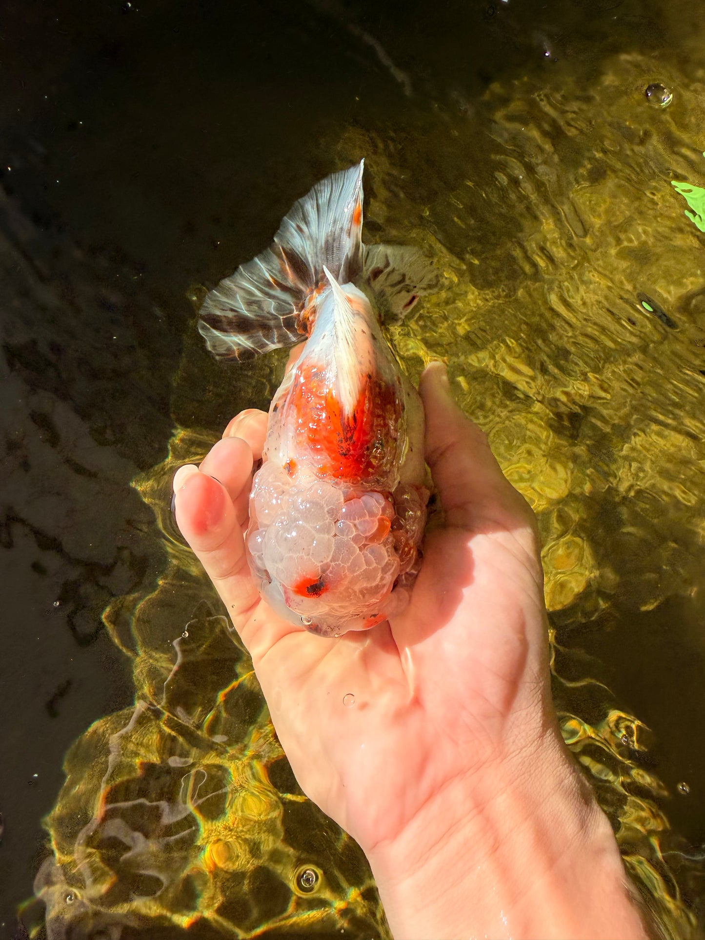 A Grade Calico Yuanbao Male 5-5.5 inches #032026YB_17