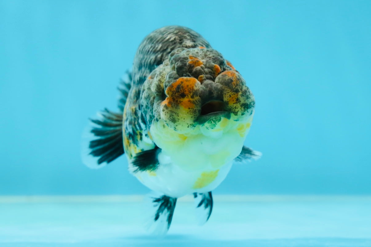 A Grade High Back Blue Kirin LionQueen 3.5-4 inches #050925LC_07