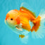 AAA Grade Red White Oranda Male 5.5-6 inches #071726OR_21