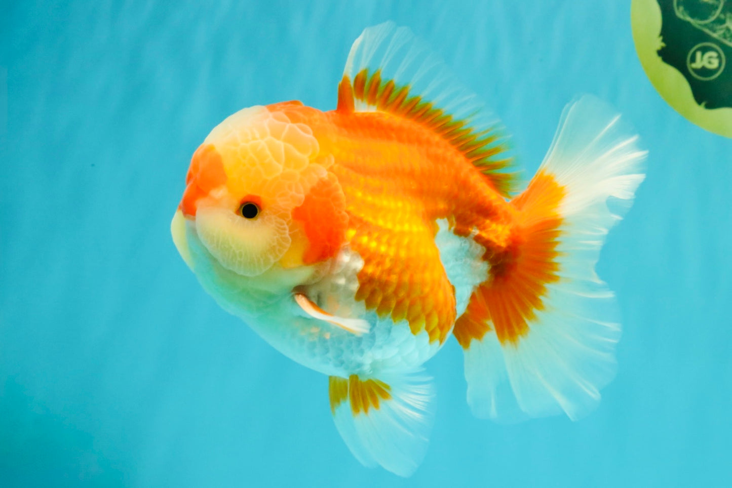 AAA Grade Red White Oranda Male 5.5-6 inches #071726OR_21