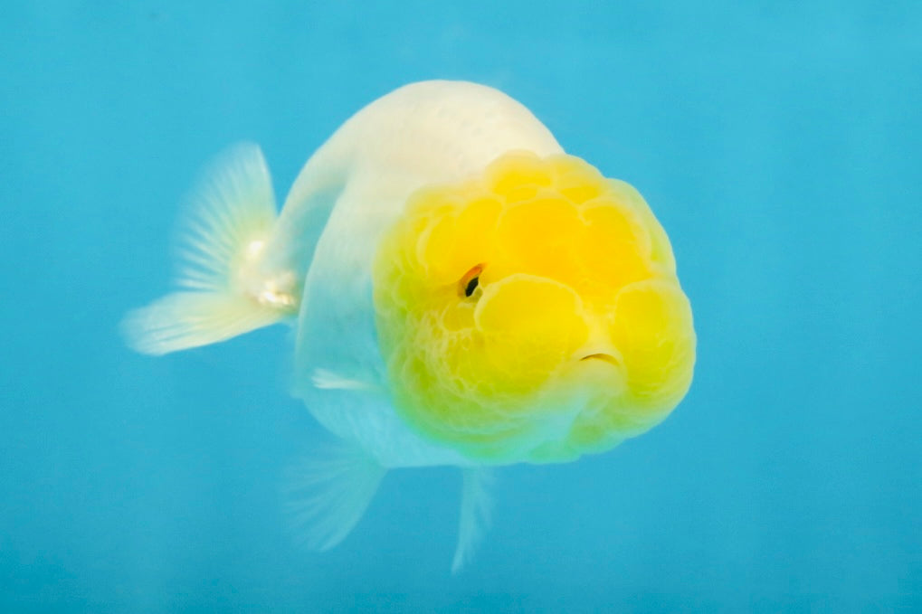 White Lionchu Female 3.5 inches #121225LC_13